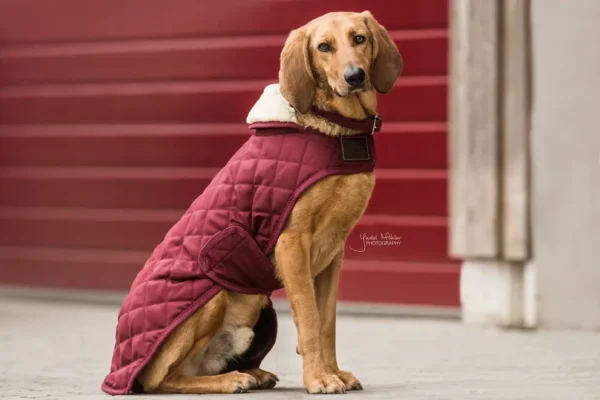 Kentucky Dogwear Original - Afbeelding 2