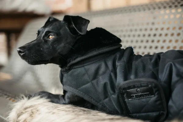 Kentucky Dogwear Original - Afbeelding 3