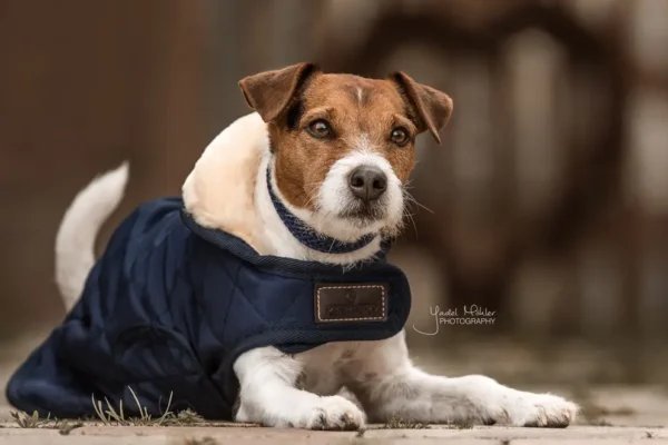 Kentucky Dogwear Original