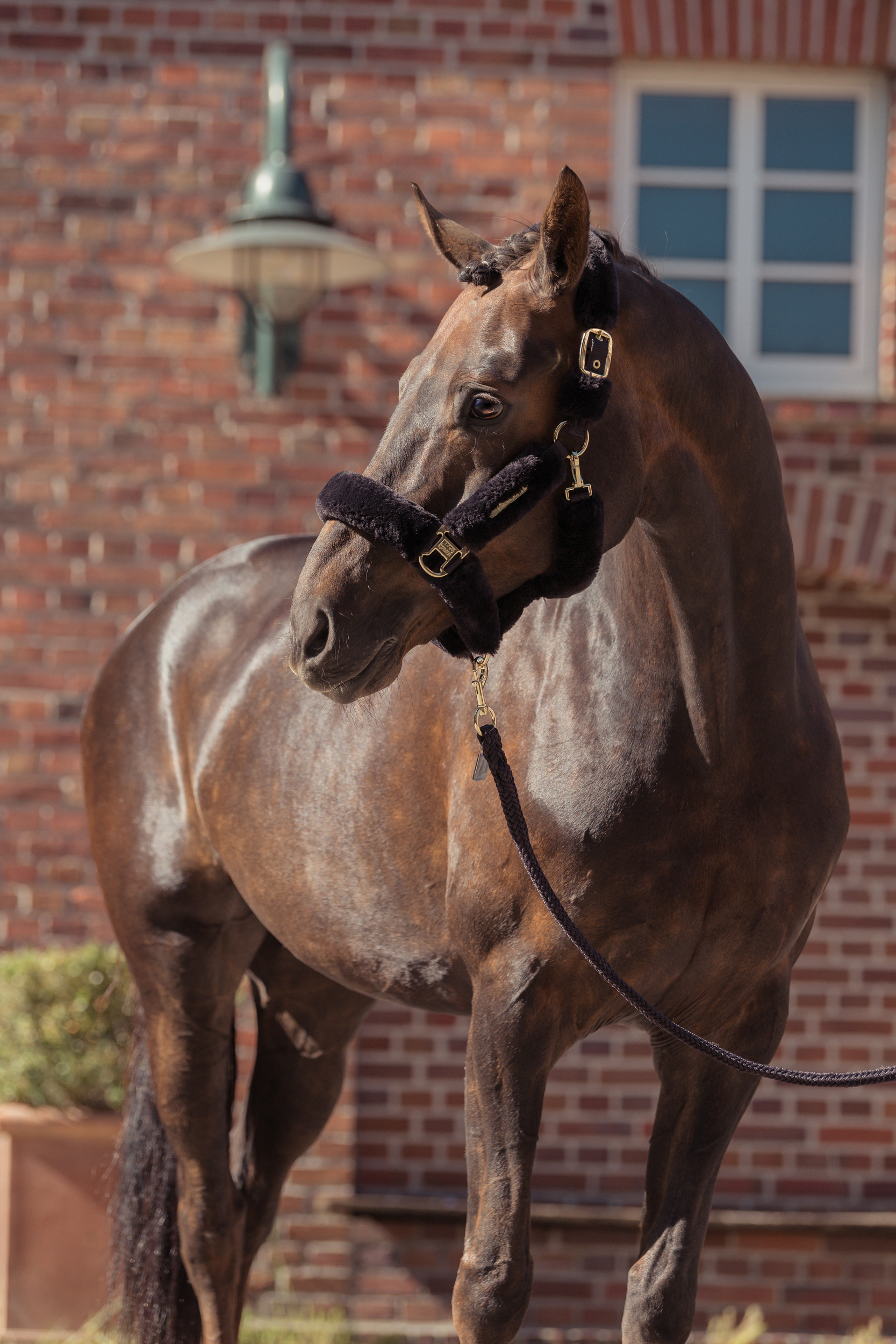 Eskadron Heritage Halster FauxFur Black Truffle - Afbeelding 2